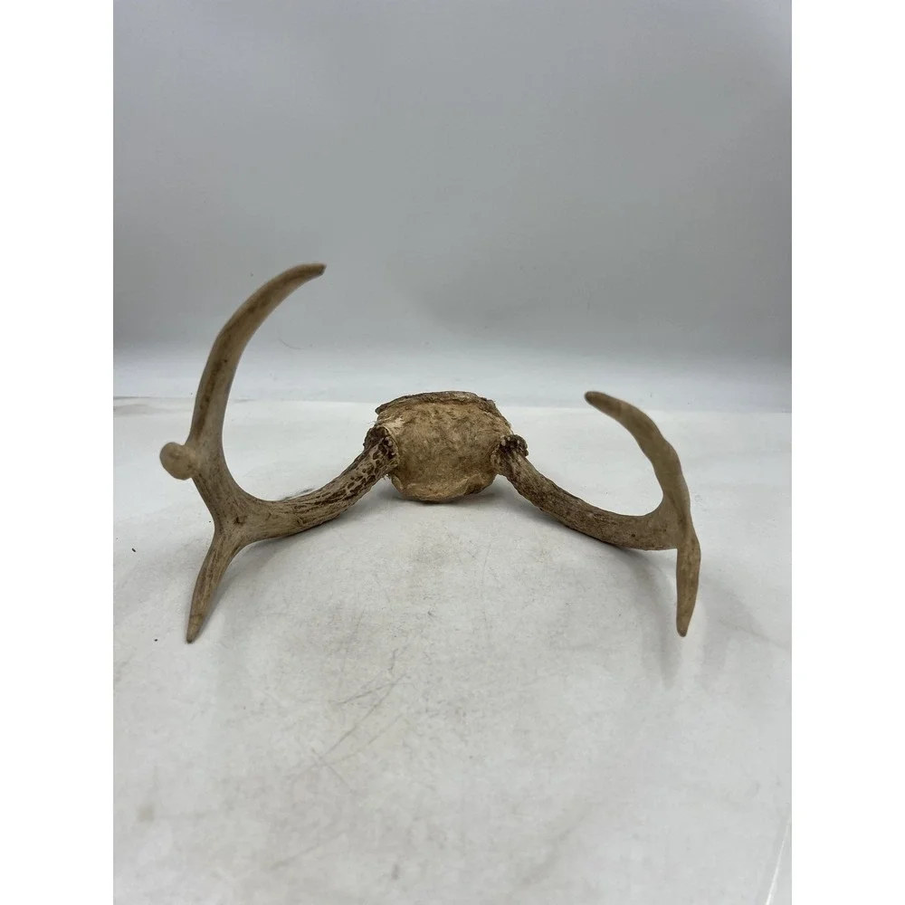 Deer Antlers Skull Plate European Mount 6 Point Real Bone Taxidermy Decor Cabin